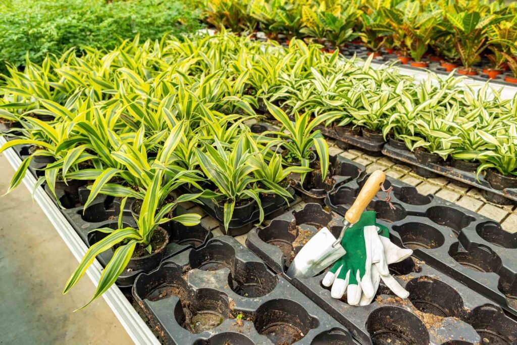 Limpieza a domicilio