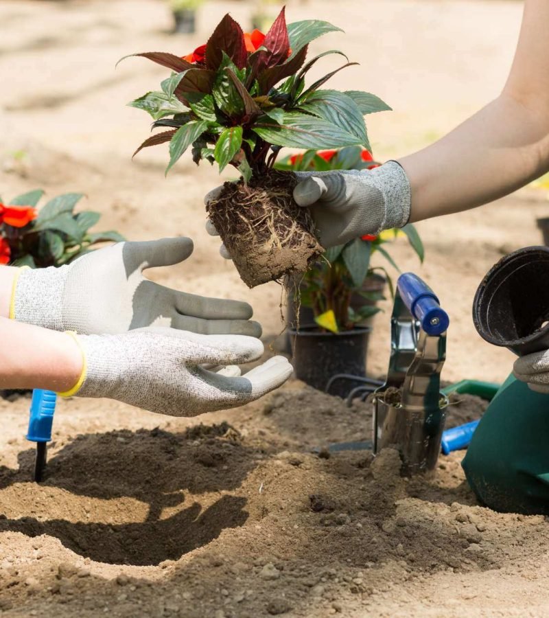 Ecolimpieza y jardinería